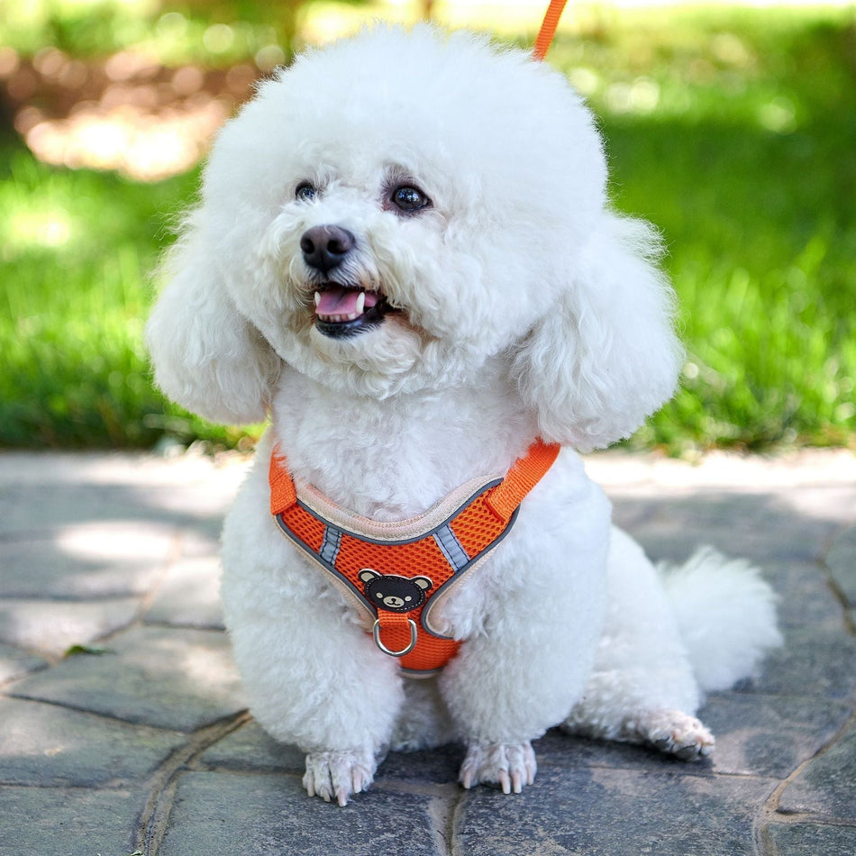 Vest Style Dog Harness Leash for Small Dogs and Puppies in orange, 3kg