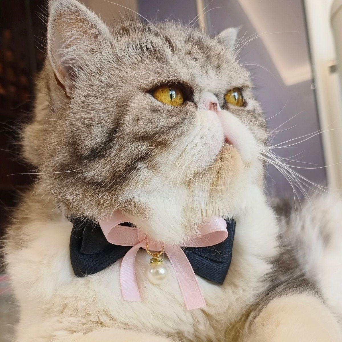 Pearl Bow Velvet Elastic Pet Collar for Cats and Small Dogs in pink