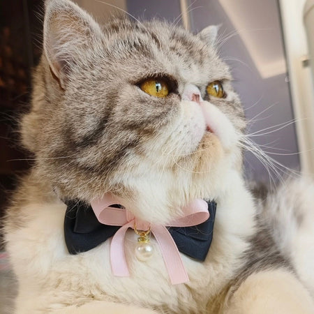 Pearl Bow Velvet Elastic Pet Collar for Cats and Small Dogs in pink