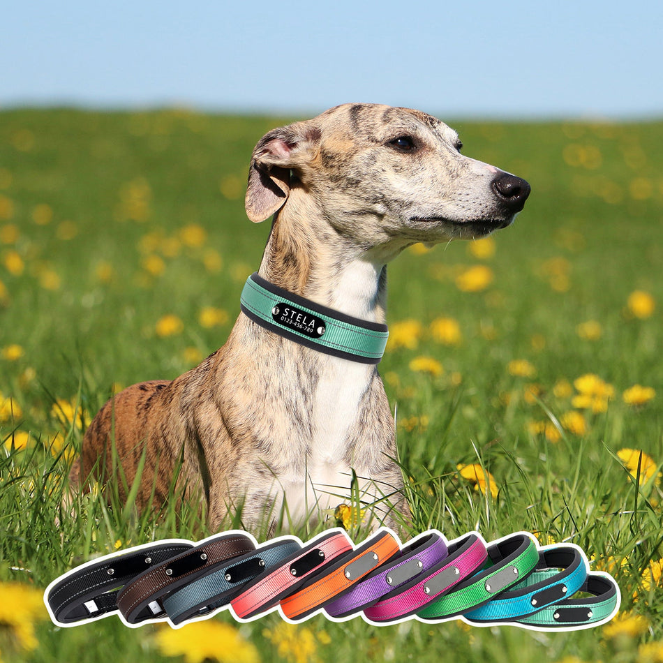 Reflective Nylon Dog Collar with Engraved Name Plate for All