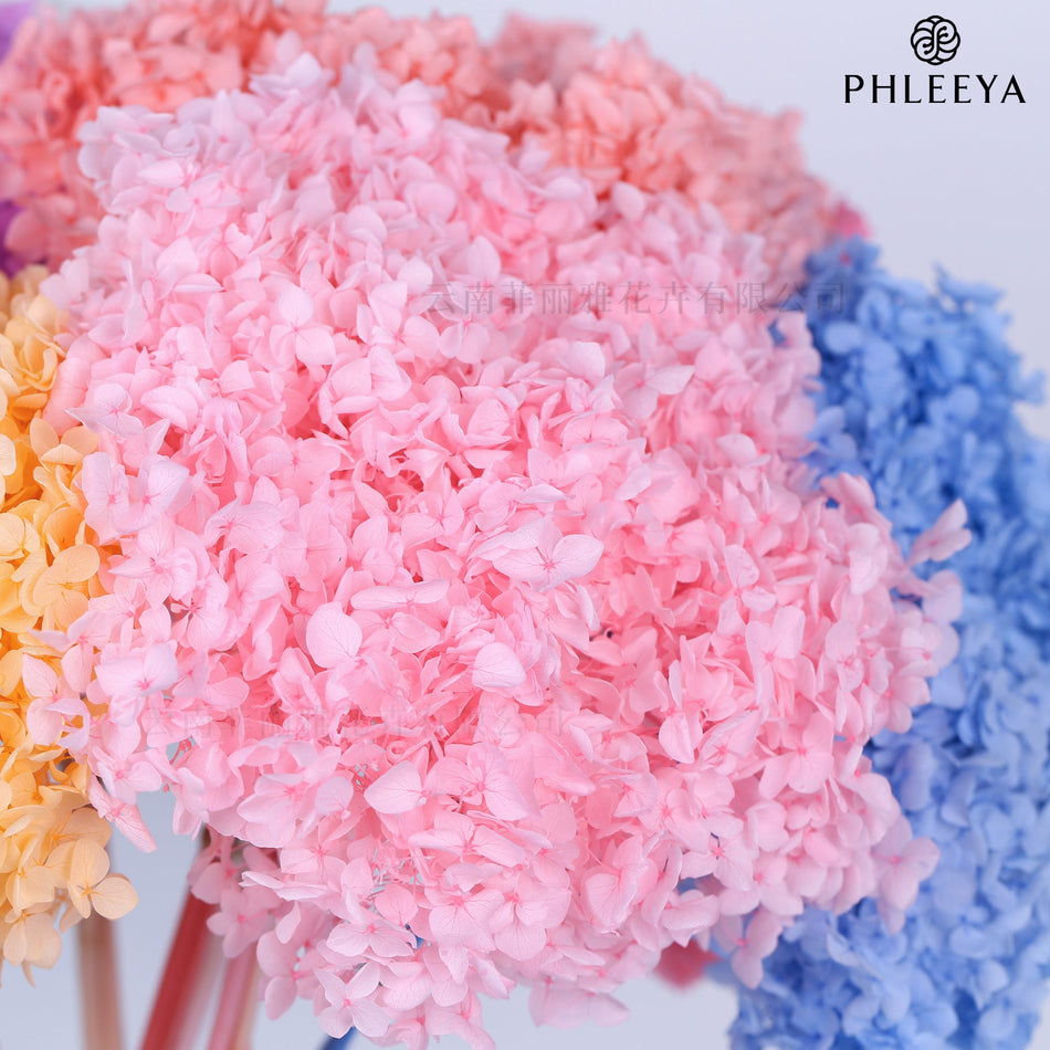 Anna Hydrangea Eternal Flower Dried Single Stem Wholesale